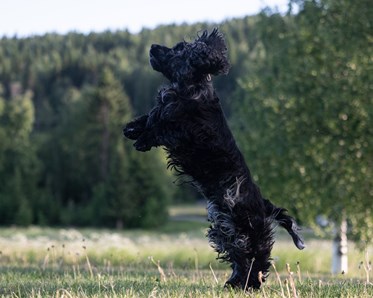 Cocker spanieln Casper fotograferad mitt i ett hopp.