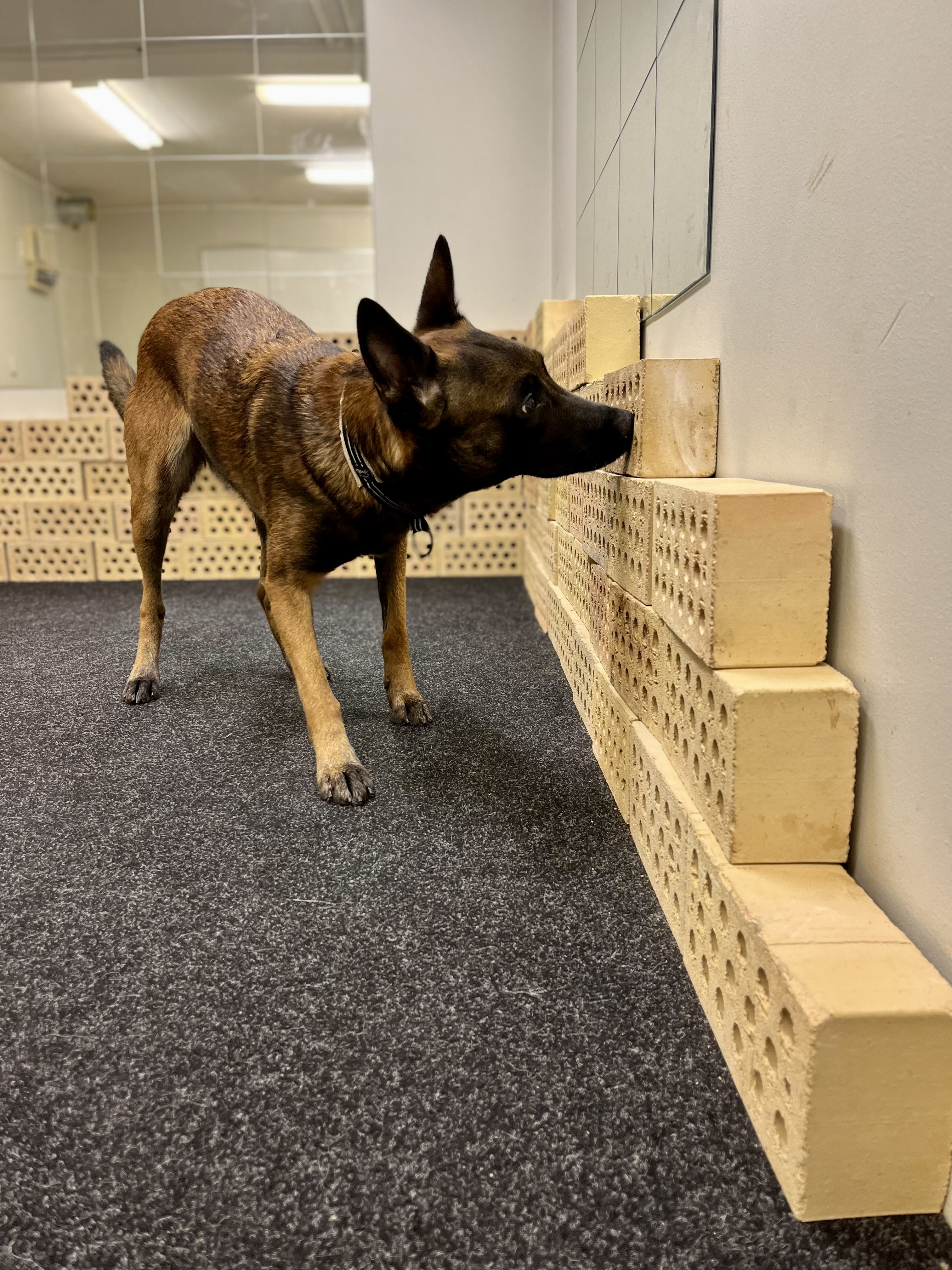 Malinoisen Kicka i träningsrummet på Danderyd-Täby Brukshundklubb (DTBK)