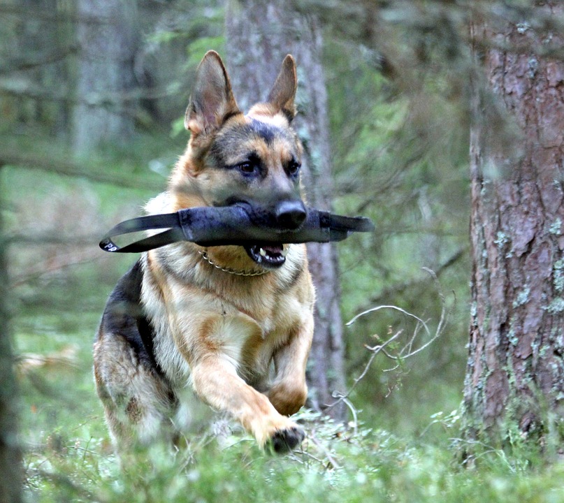 Schäfer springer med en kampdutt i munnen.