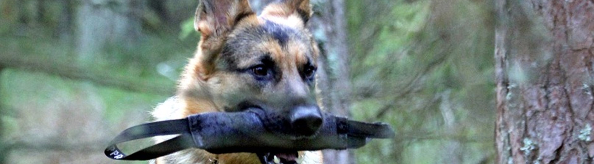 Schäfer springer med en kampdutt i munnen.