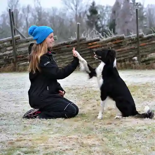 Hund som gör "give me five" med sin förare