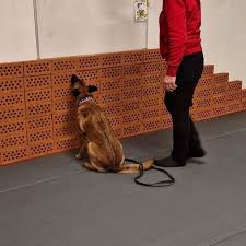 Hund som arbetar med Specialsök 
