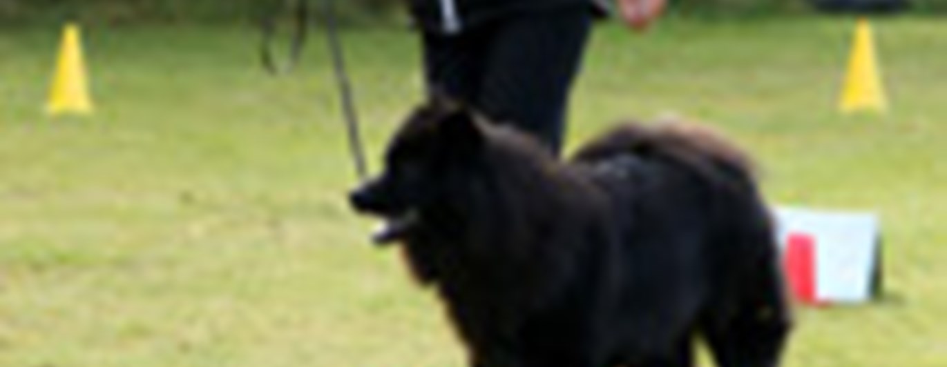Kvinnlig hundförare som tränar sin svart hund i rallylydnad. Är röda och gula konor i bakgrunden