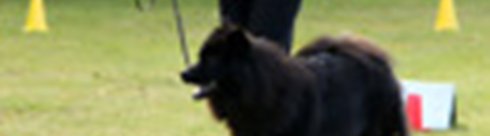 Kvinnlig hundförare som tränar sin svart hund i rallylydnad. Är röda och gula konor i bakgrunden