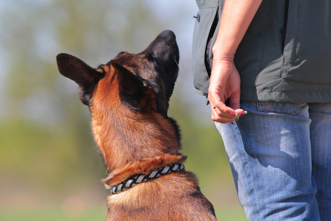 Malinois som sitter i fotposition och tittar på sin förare