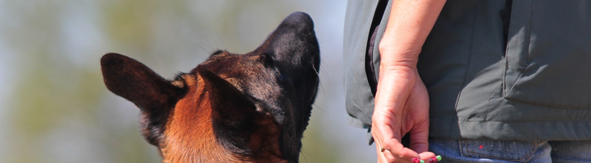 Malinois som sitter i fotposition och tittar på sin förare