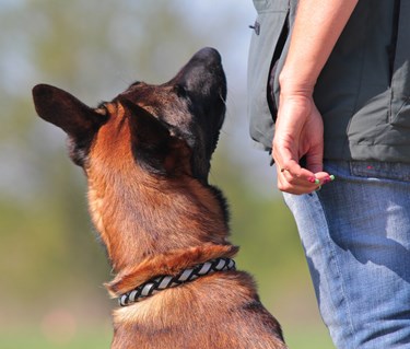 Malinois som sitter i fotposition och tittar på sin förare
