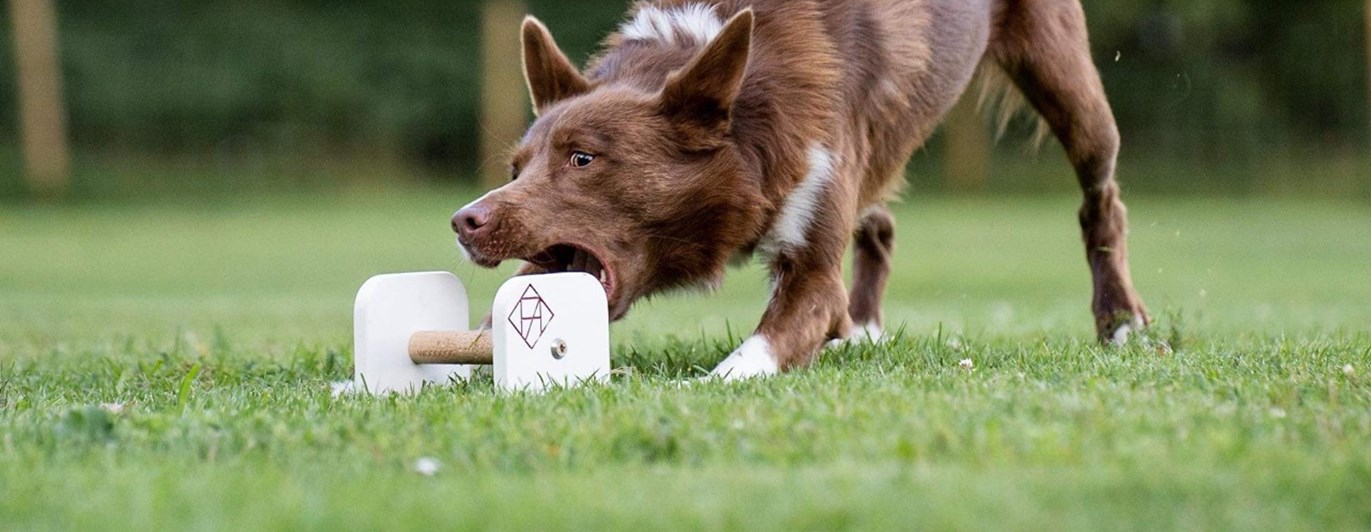 Hund som griper en apport