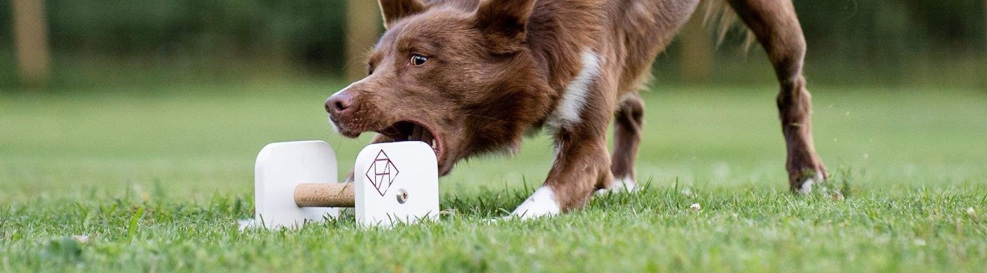 Hund som griper en apport