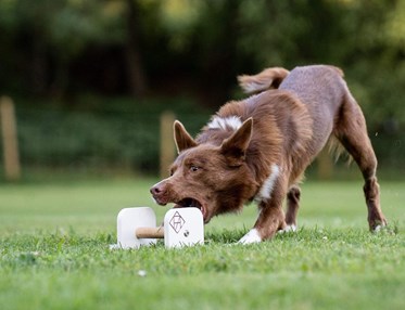 Hund som griper en apport