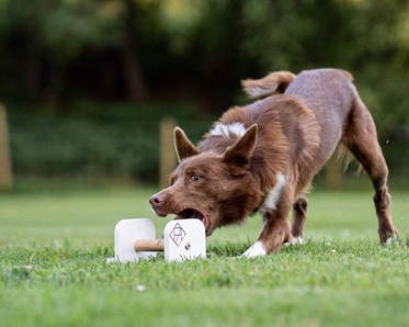 Hund som griper en apport