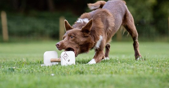 Hund som griper en apport