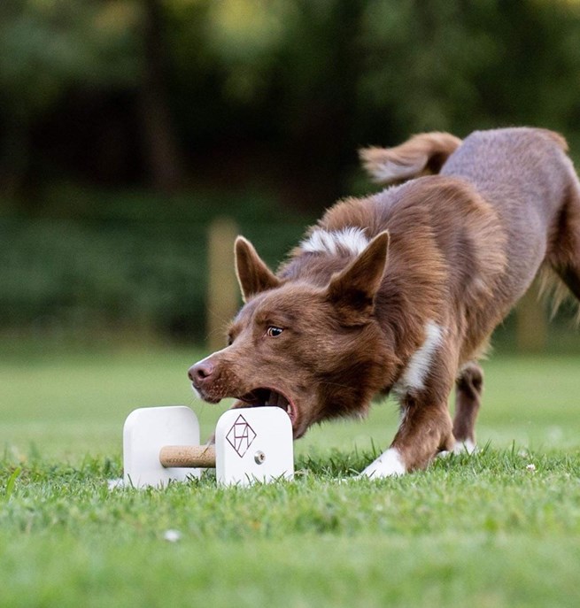 Hund som griper en apport