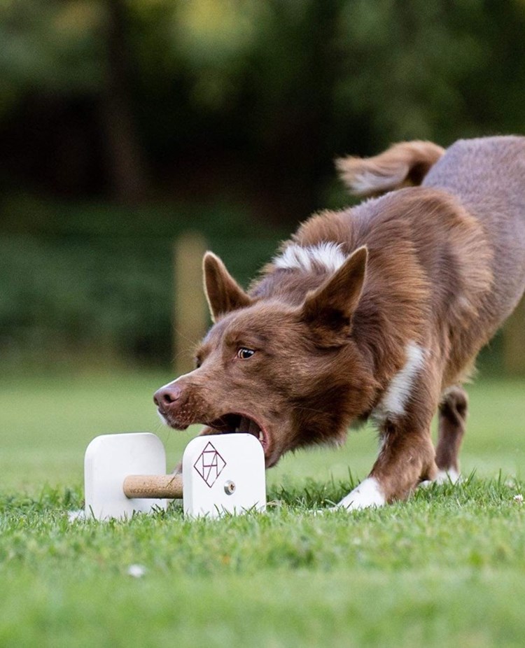 Hund som griper en apport