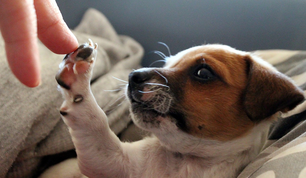 Jack russel valp som gör high five med sin ägare