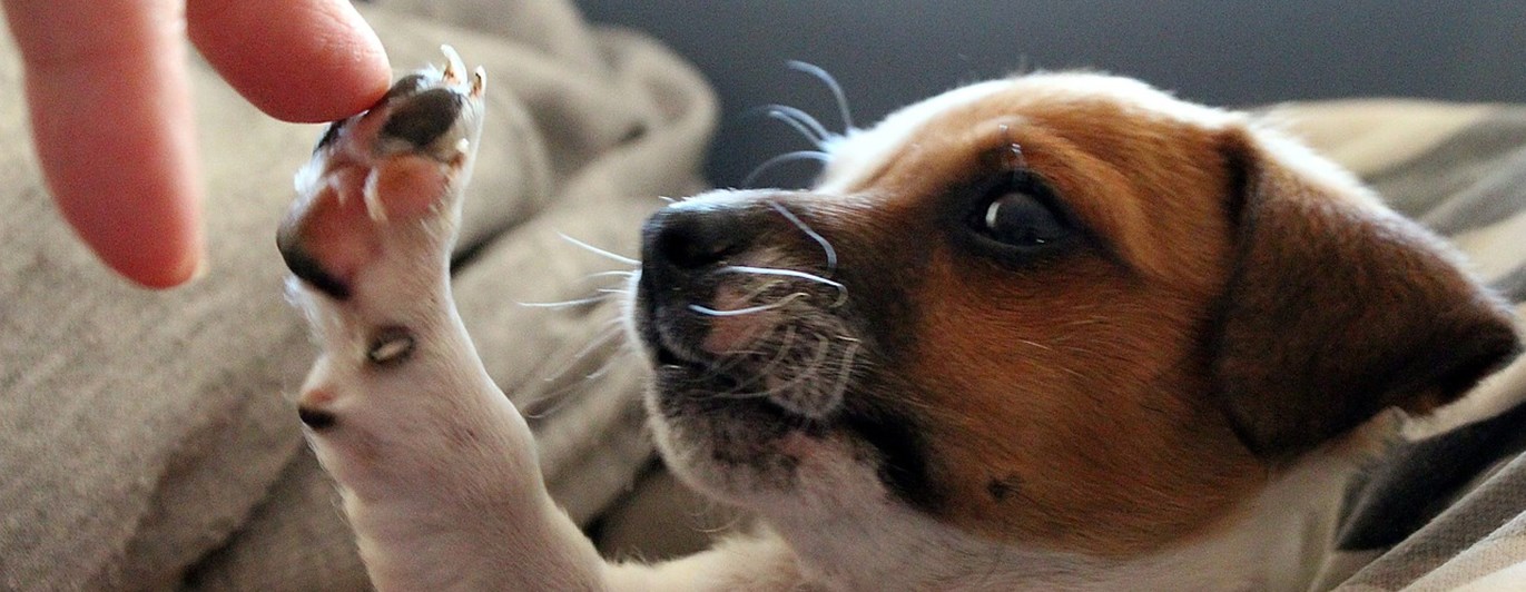 Jack russel valp som gör high five med sin ägare