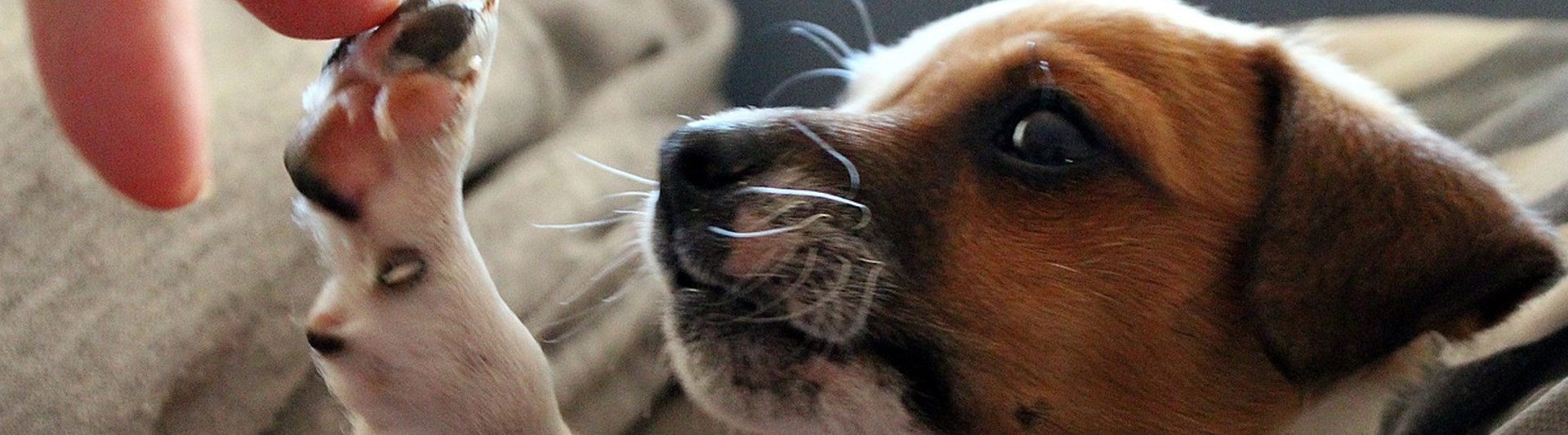 Jack russel valp som gör high five med sin ägare
