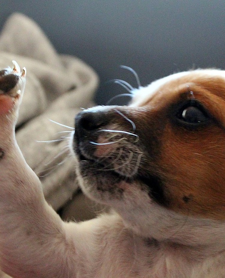 Jack russel valp som gör high five med sin ägare