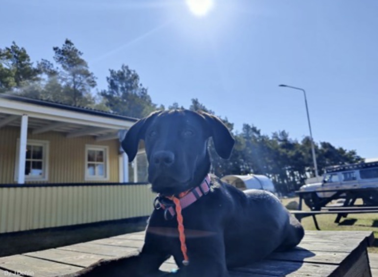 Bild på en labbe som ligger utanför klubbstugan 