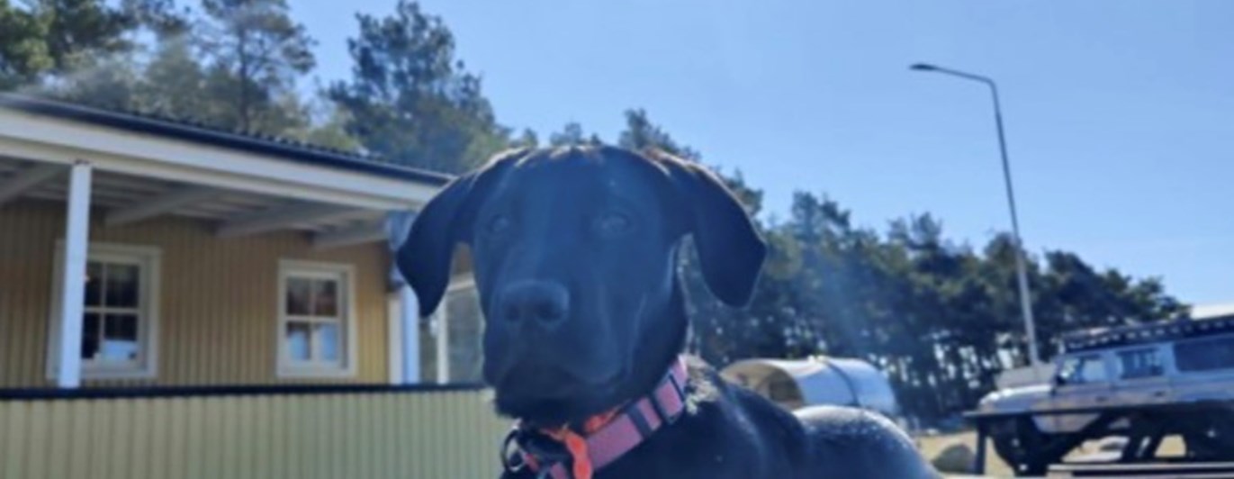 Bild på en labbe som ligger utanför klubbstugan