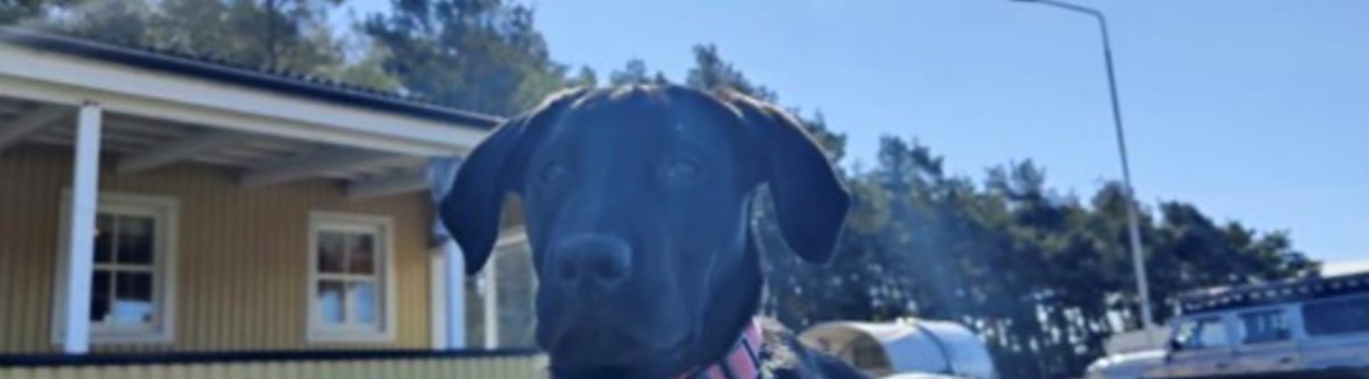 Bild på en labbe som ligger utanför klubbstugan