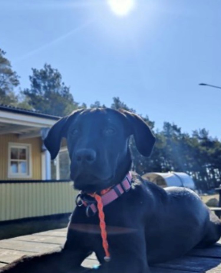 Bild på en labbe som ligger utanför klubbstugan