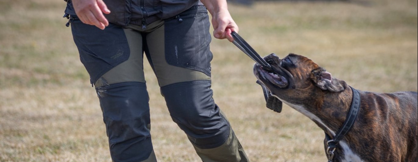 Boxer belönas med lek och dragkamp