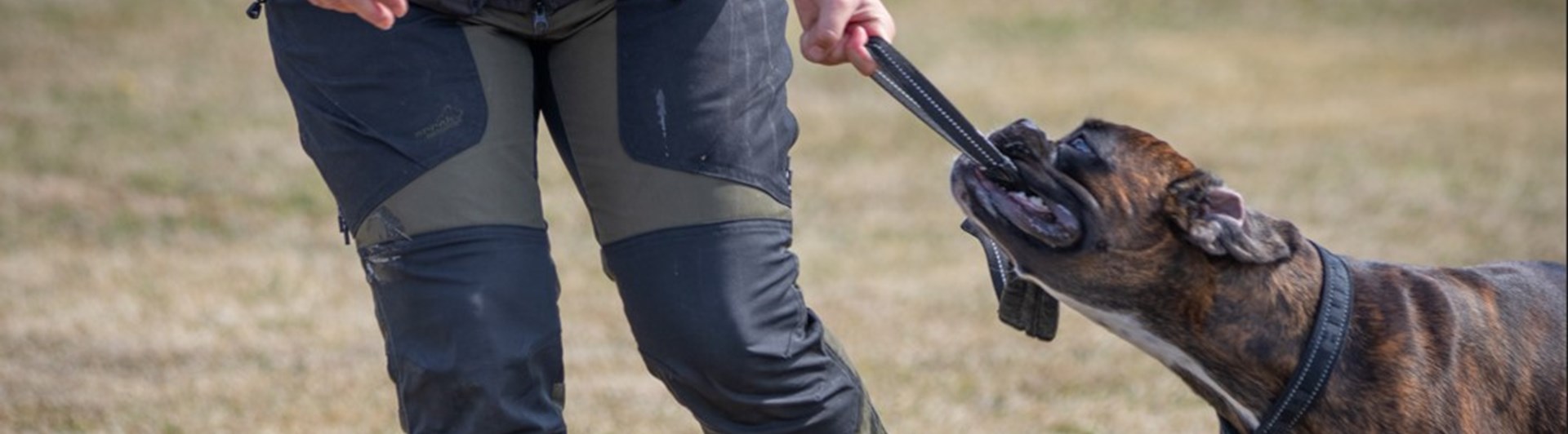 Boxer belönas med lek och dragkamp