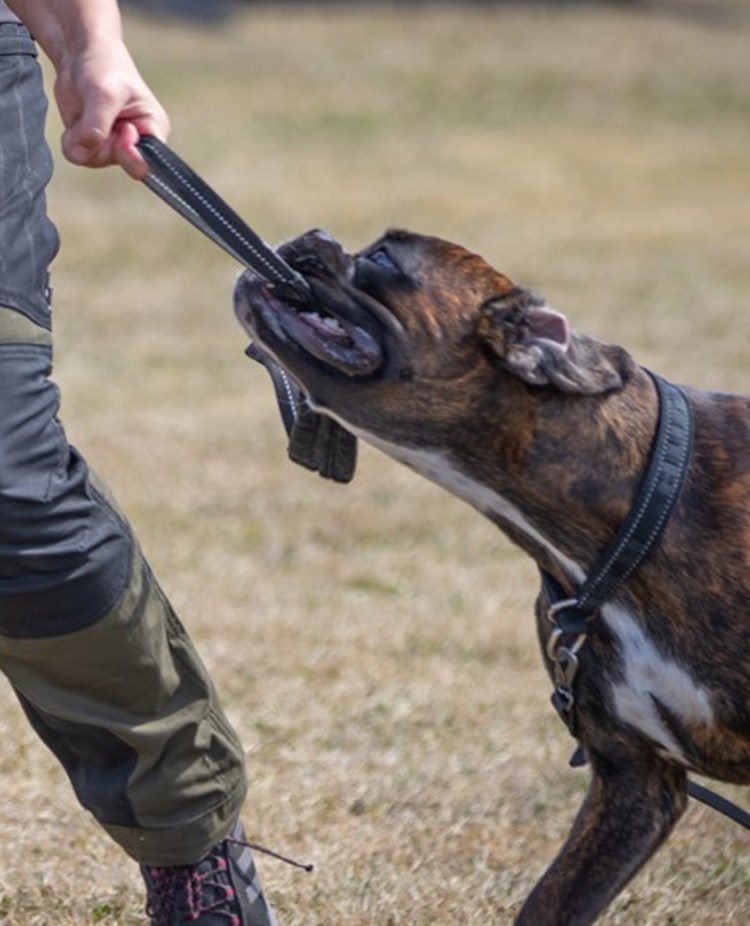 Boxer belönas med lek och dragkamp