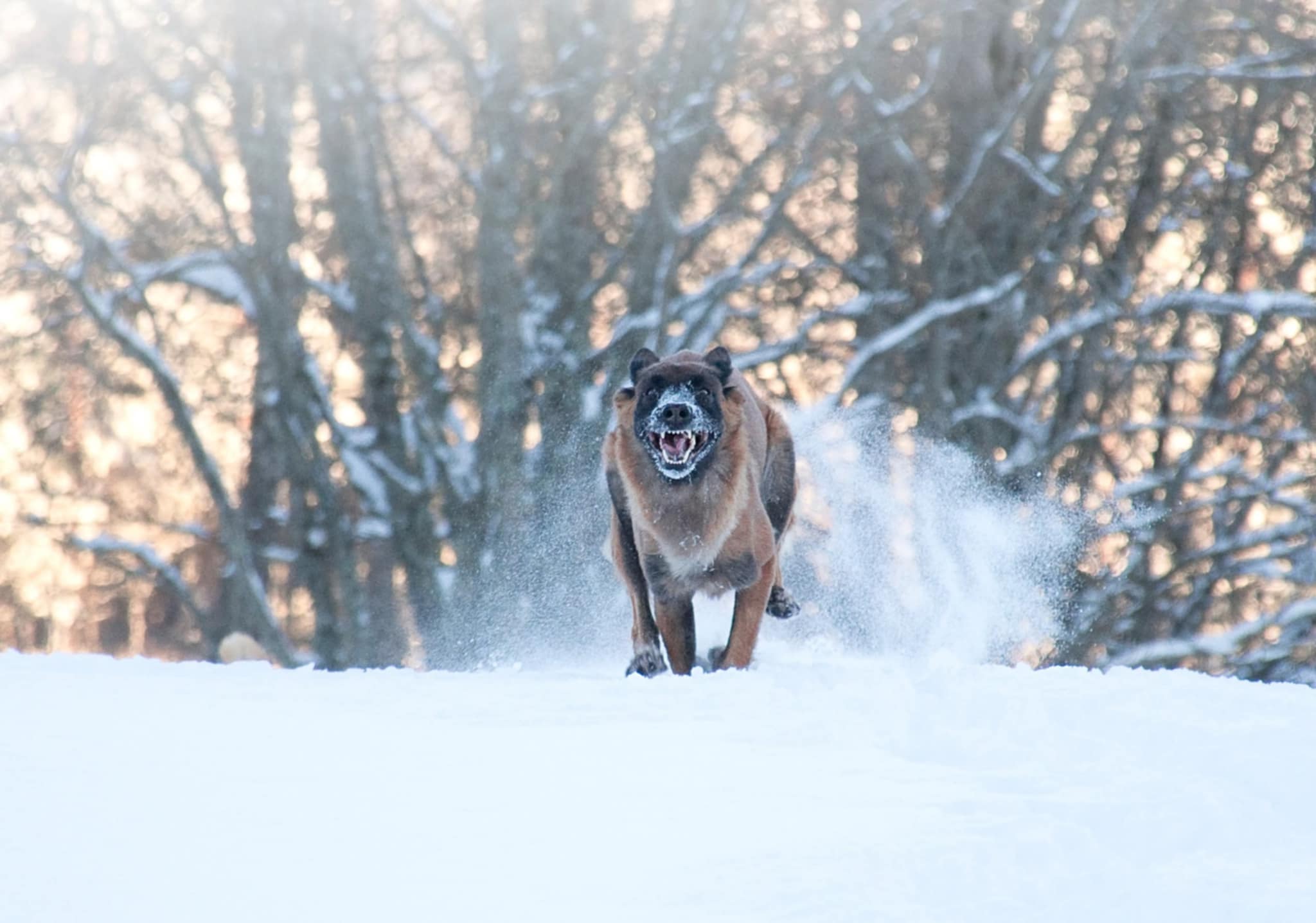 Hund som galopperar i snön emot kameran