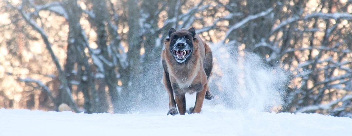 Hund som galopperar i snön emot kameran