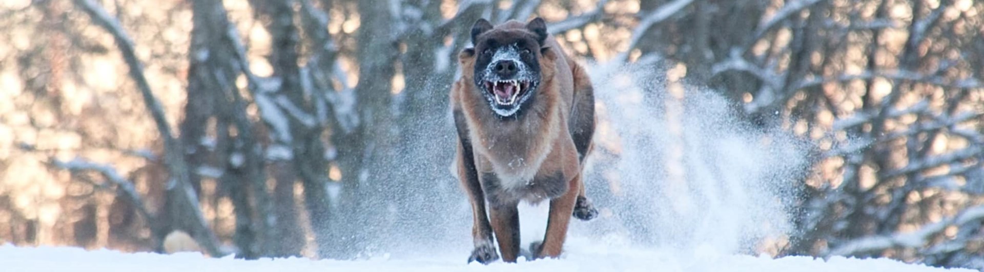 Hund som galopperar i snön emot kameran