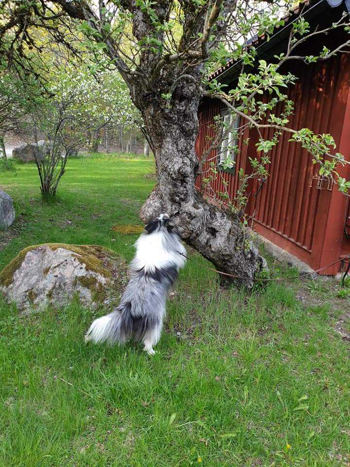 Hund söker på träd