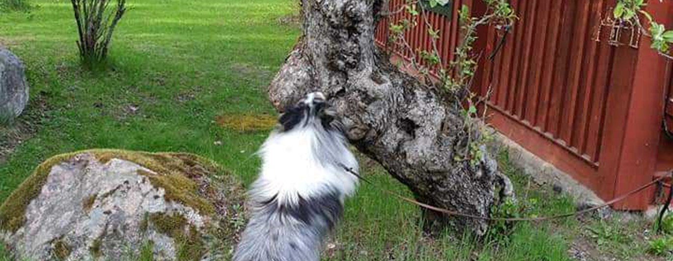 Hund söker på träd