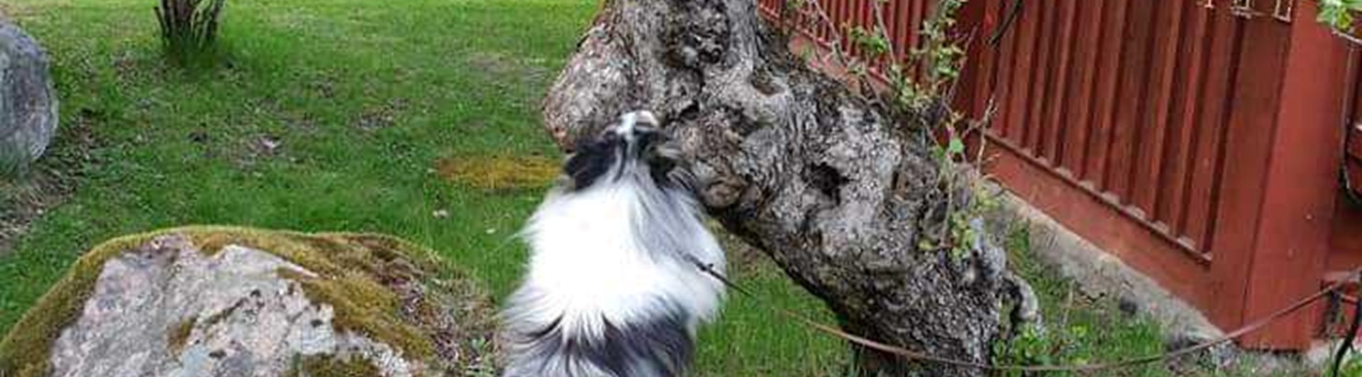 Hund söker på träd