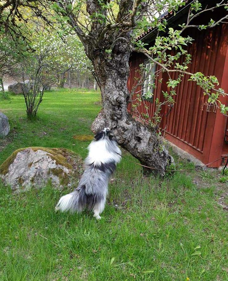 Hund söker på träd