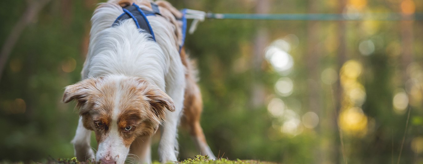 Aussie May spårhund