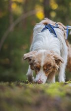 Tävlingssektorn (TÄS)