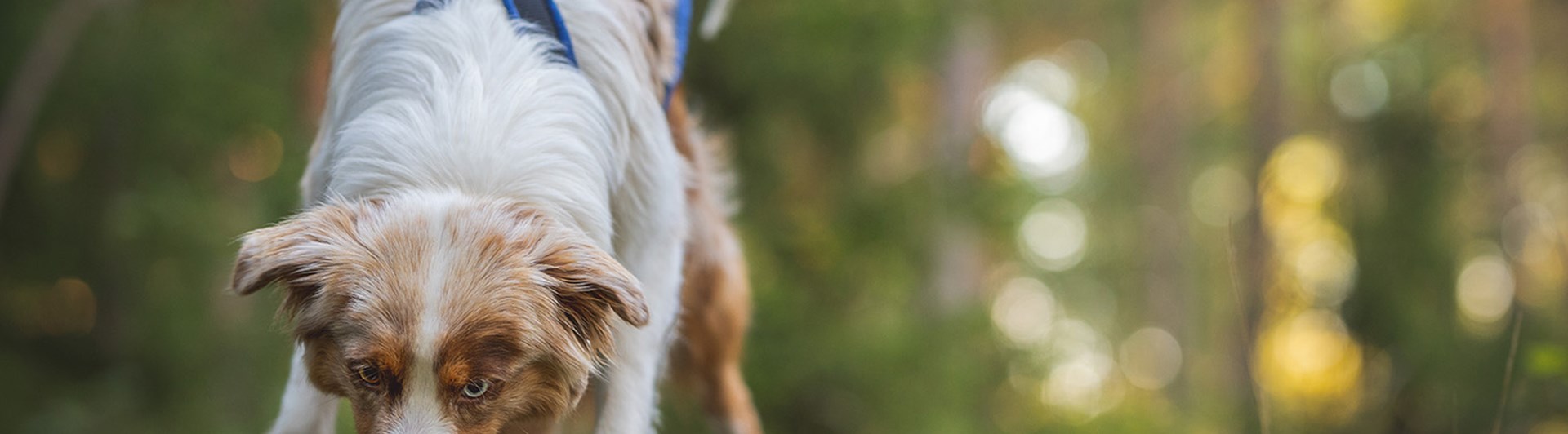 Aussie May spårhund