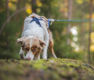 Aussie May spårhund