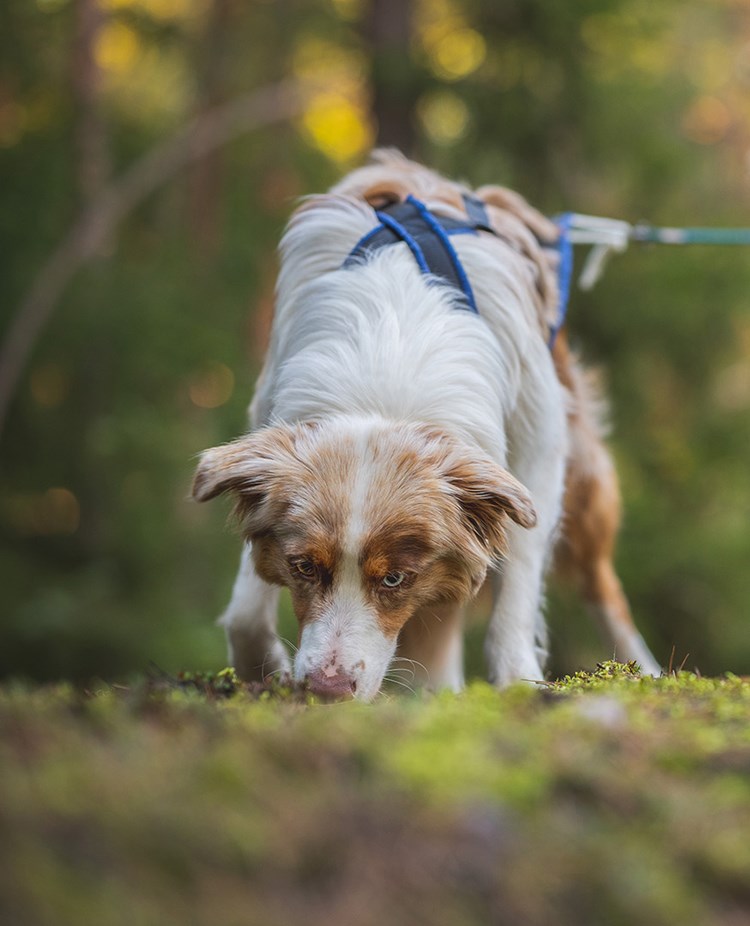 Aussie May spårhund