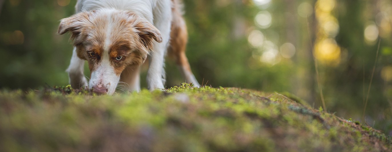 Aussie May spårhund