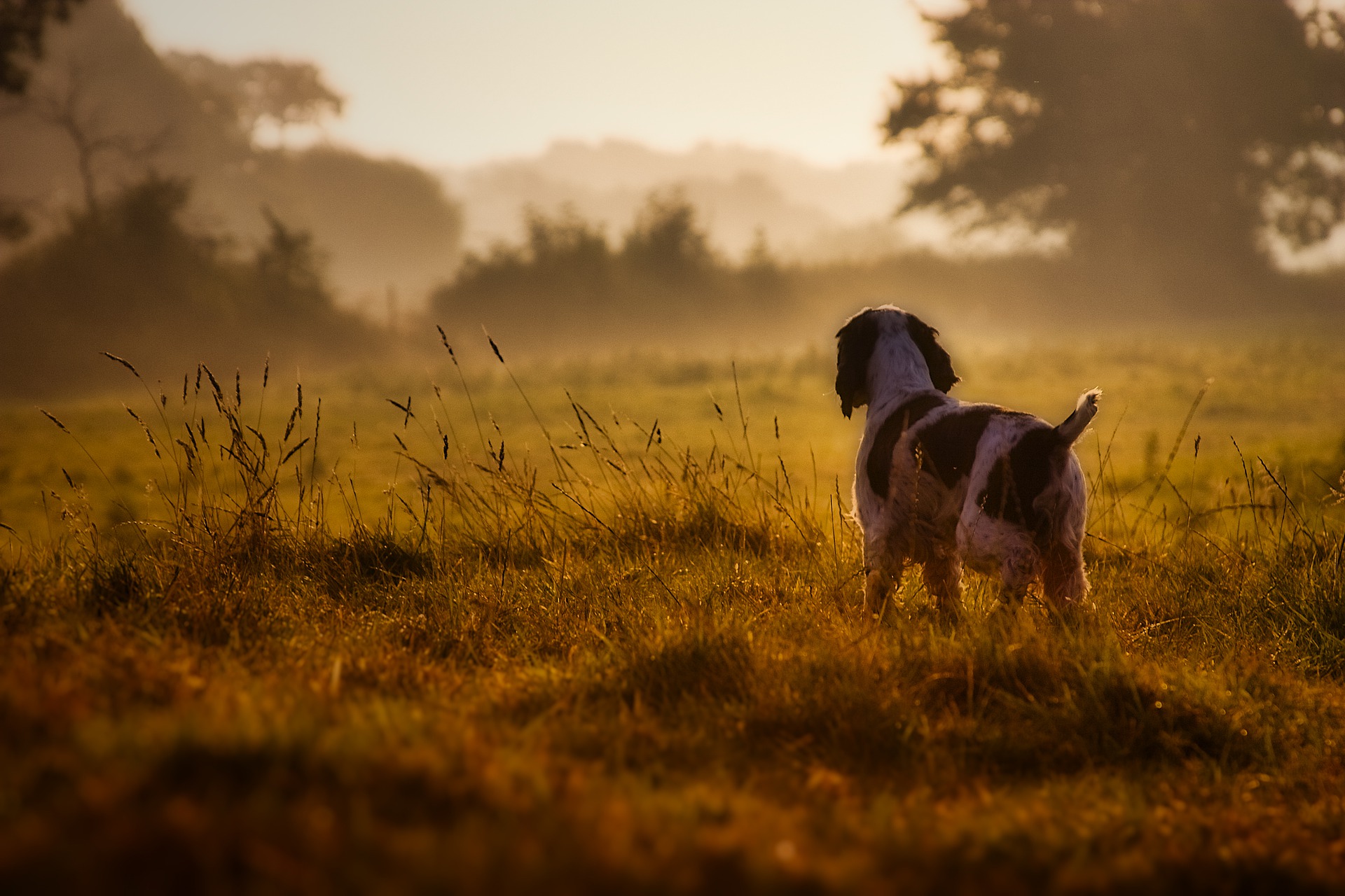 Bild som visar spaniel i morgondis.