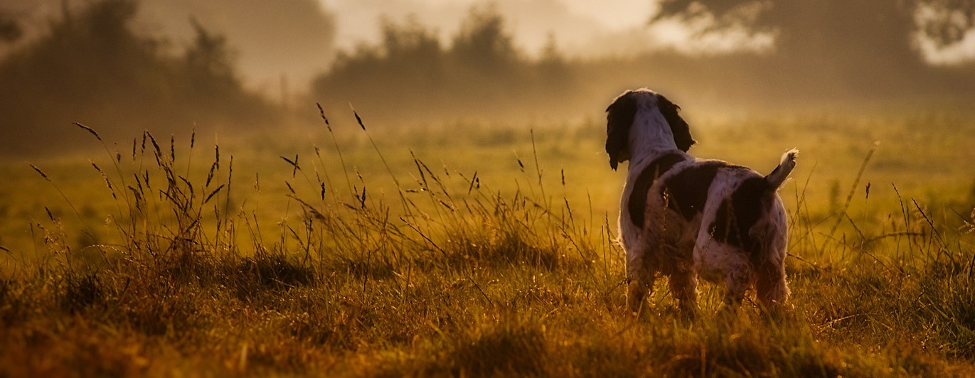 Bild som visar spaniel i morgondis.