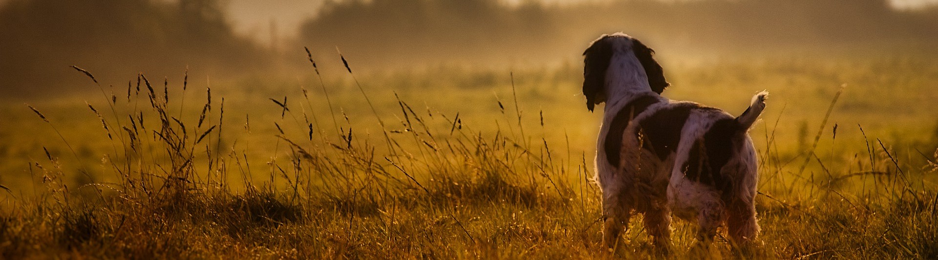 Bild som visar spaniel i morgondis.