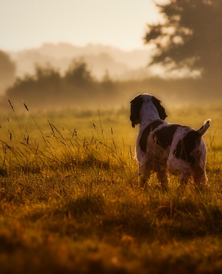 Bild som visar spaniel i morgondis.