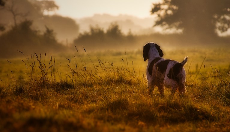 Bild som visar spaniel i morgondis.