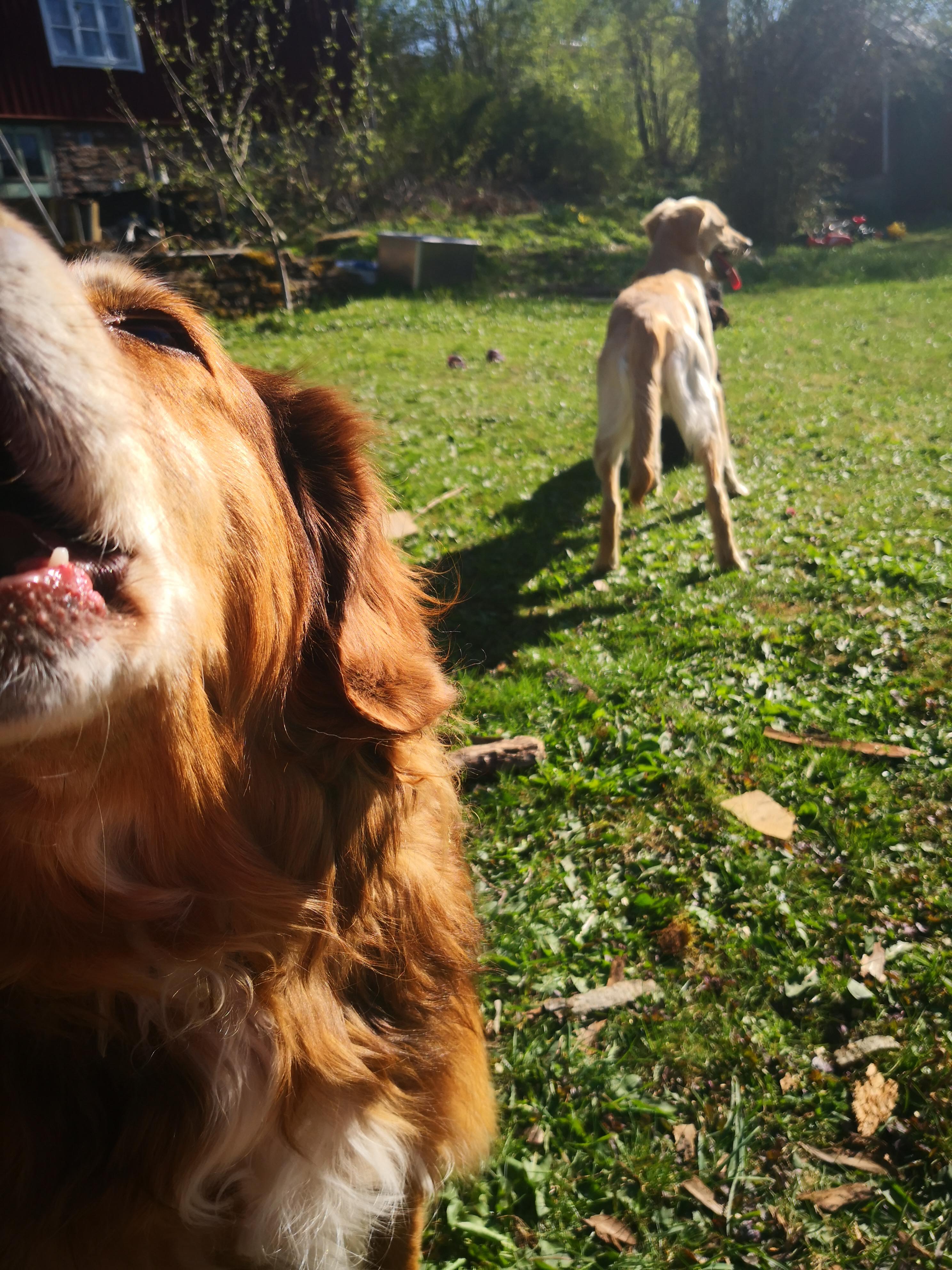 en hund i förgrunden som gapar och en i bakgrunden med svansen mot kameran
