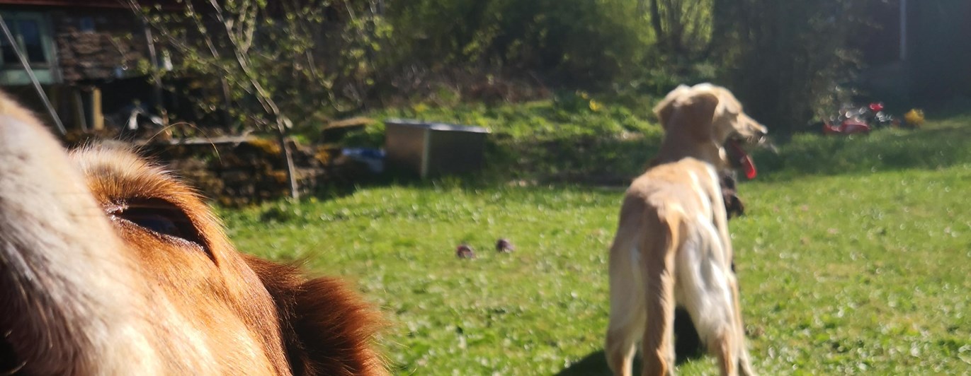 en hund i förgrunden som gapar och en i bakgrunden med svansen mot kameran