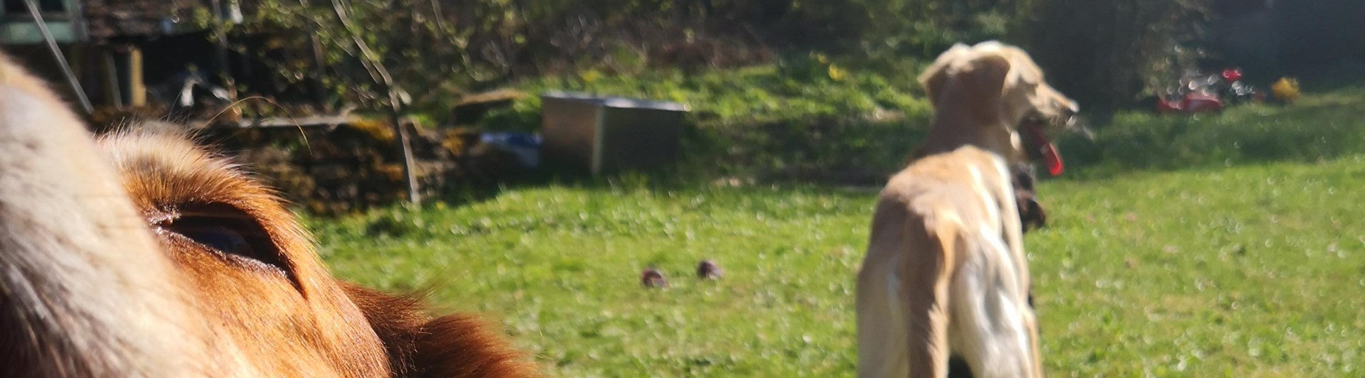 en hund i förgrunden som gapar och en i bakgrunden med svansen mot kameran